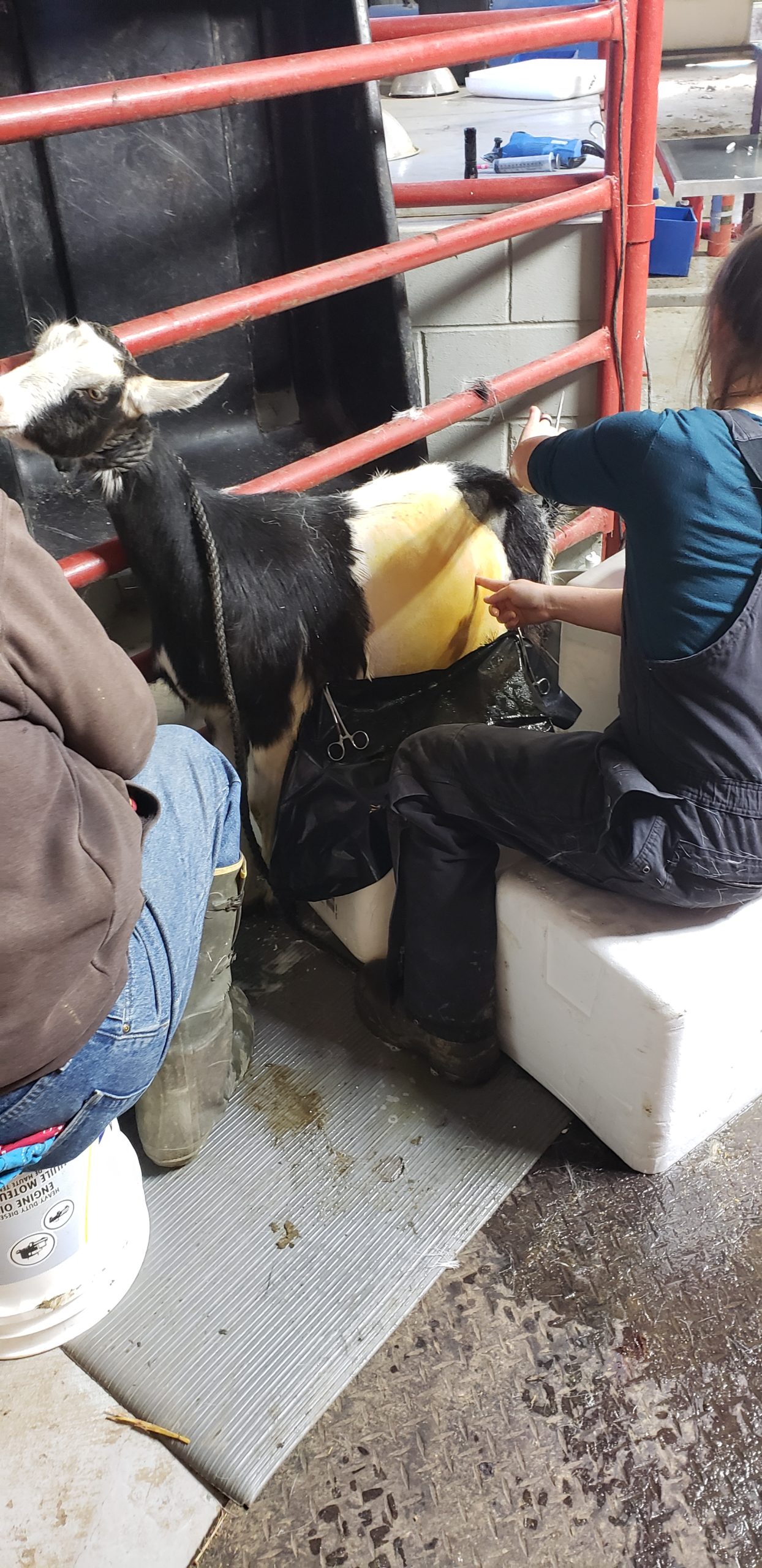 Greenfield, IA Sheep & Goat Vet Adair County Vet Clinic